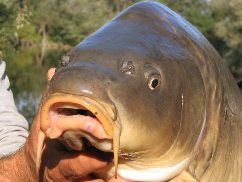 De belles carpes puissantes et malignes