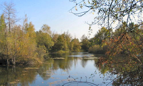 Découvrez les étangs sauvages pour vos séjours de pêche de la carpe