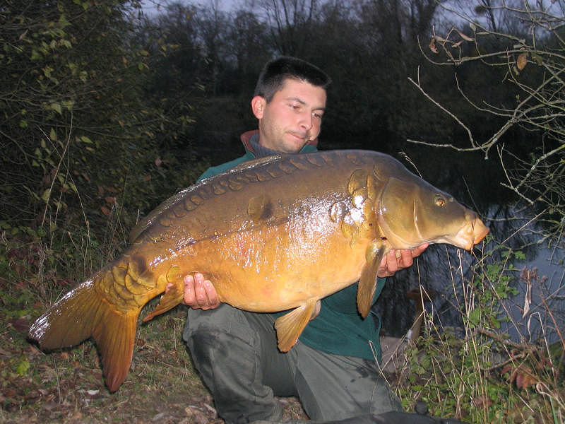 Belles carpes sauvages