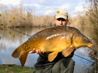 Des carpes fougueuses de toute beaut